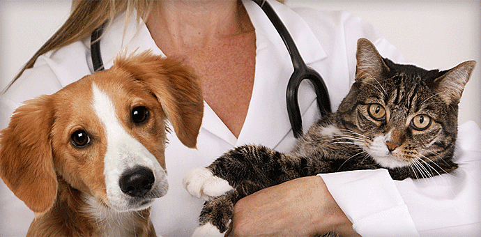 Veterinary Practice Loans and Financing