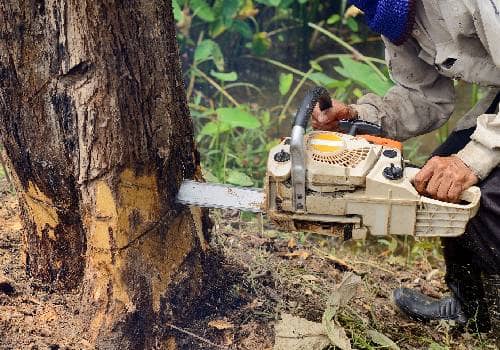 chain saw cutting tree